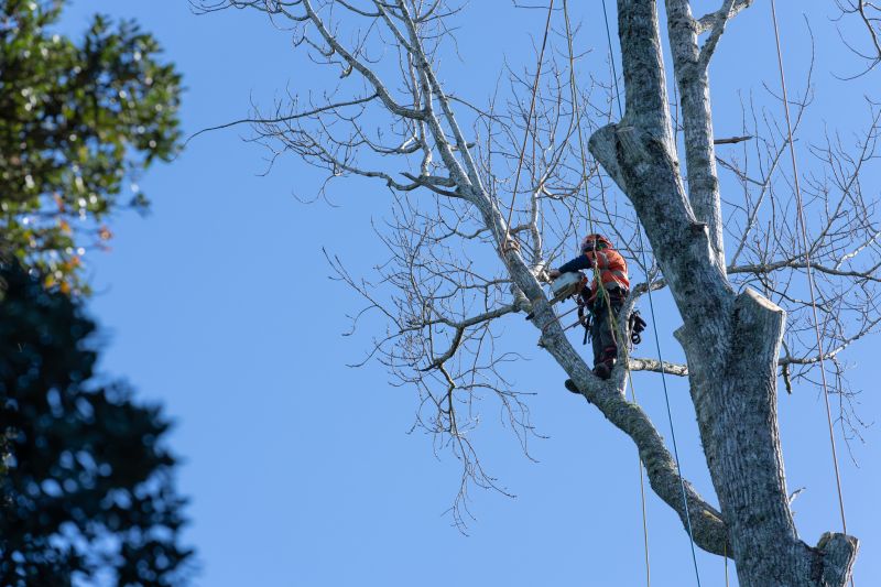 Tree Service Team